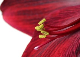 hippeastrum Carmen (4)